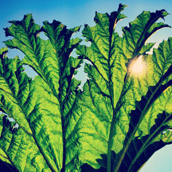 Pfarmers Gunnera Vinyl LP