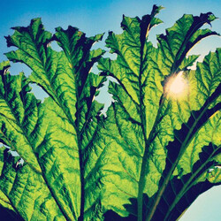 Pfarmers Gunnera Vinyl LP